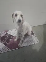 Graci, a female Poodle - Miniature  for sale in Fort Wayne, IN – 2 of 2