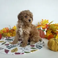 Genetic clear-Dylan, a male Poodle - Miniature  for sale in Fort Wayne, IN – Photo 2 of 6