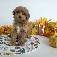 Genetic clear-Dylan, a male Poodle - Miniature  for sale in Fort Wayne, IN – Photo 4 of 6