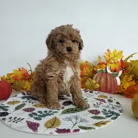 Genetic clear-Dylan, a male Poodle - Miniature  for sale in Fort Wayne, IN – Photo 6 of 6