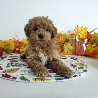 Genetic clear-Dylan, a male Poodle - Miniature  for sale in Fort Wayne, IN – Photo 5 of 6