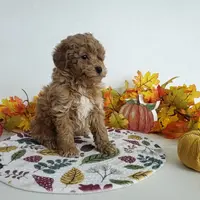 Genetic clear-Dylan, a male Poodle - Miniature  for sale in Fort Wayne, IN – Photo 3 of 6