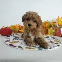 Genetic clear-Dylan, a male Poodle - Miniature  for sale in Fort Wayne, IN – Photo 1 of 6