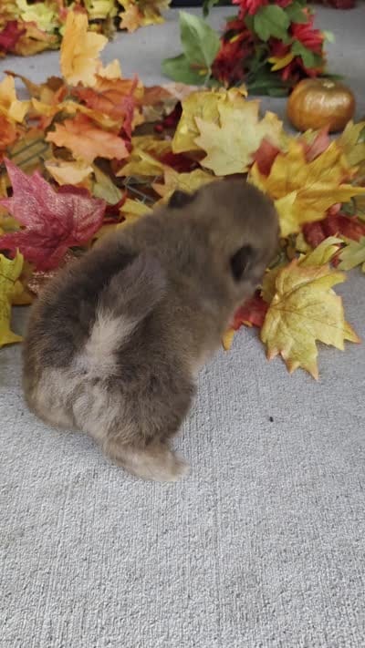 Hershey , a male Pomeranian for sale in Fort Wayne, IN – 4 of 4