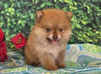 Casper, a female Pomeranian for sale in Fort Wayne, IN – 3 of 6