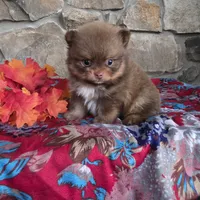 Hershey , a male Pomeranian for sale in Fort Wayne, IN – 3 of 4