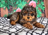 Delinda- genetic clear, a female Poodle - Toy  for sale in Fort Wayne, IN – Photo 3 of 4