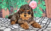 Delinda- genetic clear, a female Poodle - Toy  for sale in Fort Wayne, IN – Photo 2 of 4