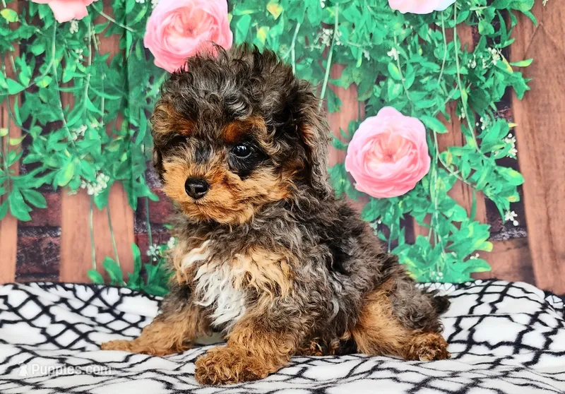 Delinda- genetic clear, a female Poodle - Toy  for sale in Fort Wayne, IN – Photo 1 of 4