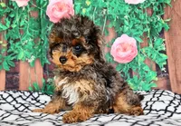 Delinda- genetic clear, a female Poodle - Toy  for sale in Fort Wayne, IN – Photo 1 of 4