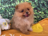 Jasper , a female Pomeranian for sale in Fort Wayne, IN – 3 of 5
