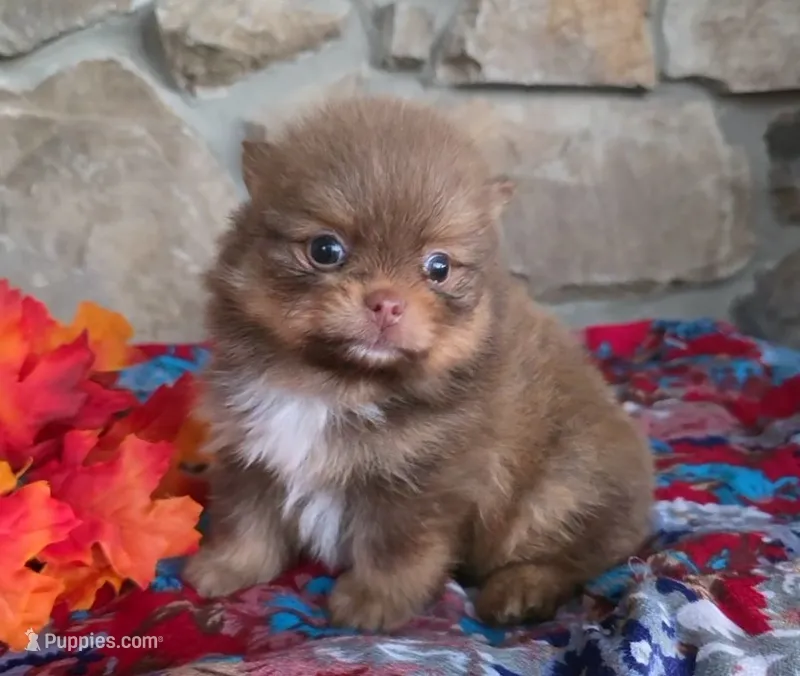Hershey – Pomeranian puppy for sale in Fort Wayne, IN