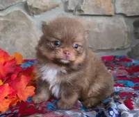 Hershey , a male Pomeranian for sale in Fort Wayne, IN – 2 of 4