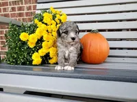 Genetic clear‐Molly, a female Poodle - Miniature  for sale in Fort Wayne, IN – Photo 3 of 5