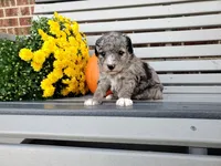 Genetic clear‐Molly, a female Poodle - Miniature  for sale in Fort Wayne, IN – Photo 1 of 5