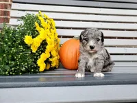 Genetic clear‐Molly, a female Poodle - Miniature  for sale in Fort Wayne, IN – Photo 5 of 5