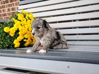 Genetic clear‐Molly, a female Poodle - Miniature  for sale in Fort Wayne, IN – Photo 4 of 5