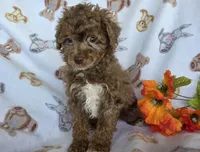 Lucky, a male Poodle - Toy  for sale in Fort Wayne, IN – Photo 4 of 4