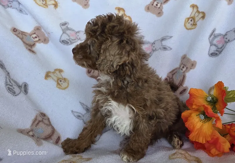 Lucky – Poodle - Toy  puppy for sale in Fort Wayne, IN