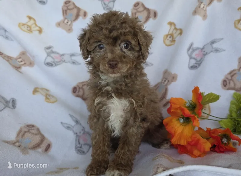 Lucky, a male Poodle - Toy  for sale in Fort Wayne, IN – Photo 1 of 4