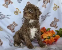 Lucky, a male Poodle - Toy  for sale in Fort Wayne, IN – Photo 3 of 4