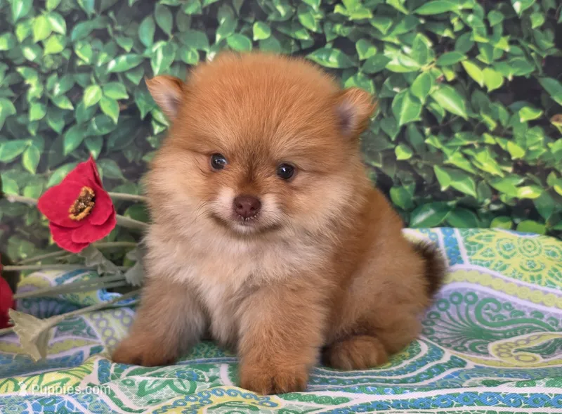 Casper – Pomeranian puppy for sale in Fort Wayne, IN