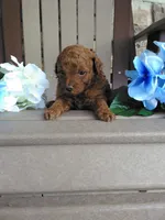 💯 Genetic Clear/ Jasper, a male Poodle - Miniature  for sale in Fort Wayne, IN – 4 of 4