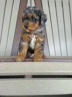 AKC Genetic Clear, a male Poodle - Toy  for sale in Fort Wayne, IN – 6 of 6