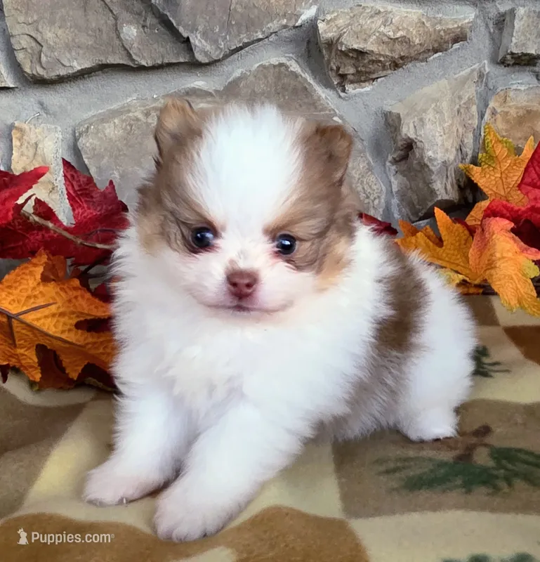 Fall – Pomeranian puppy for sale in Fort Wayne, IN