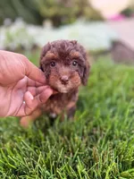 Champion, a male Poodle - Toy  for sale in Fort Wayne, IN – 3 of 3