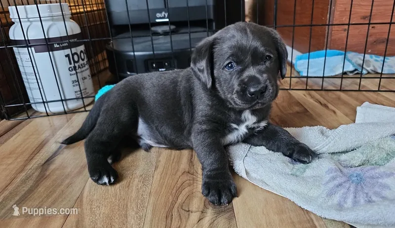 Charcoal – Labrador Retriever puppy for sale in Piqua, OH