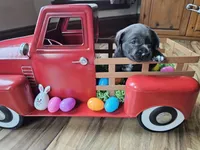 Charcoal, a male Labrador Retriever for sale in Piqua, OH – Photo 2 of 2