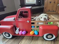 Yellow, a male Labrador Retriever for sale in Piqua, OH – Photo 3 of 3