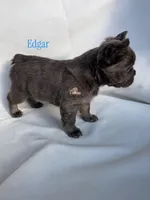 Edgar, a male French Bulldog for sale in Wilsonville, OR – Photo 3 of 3