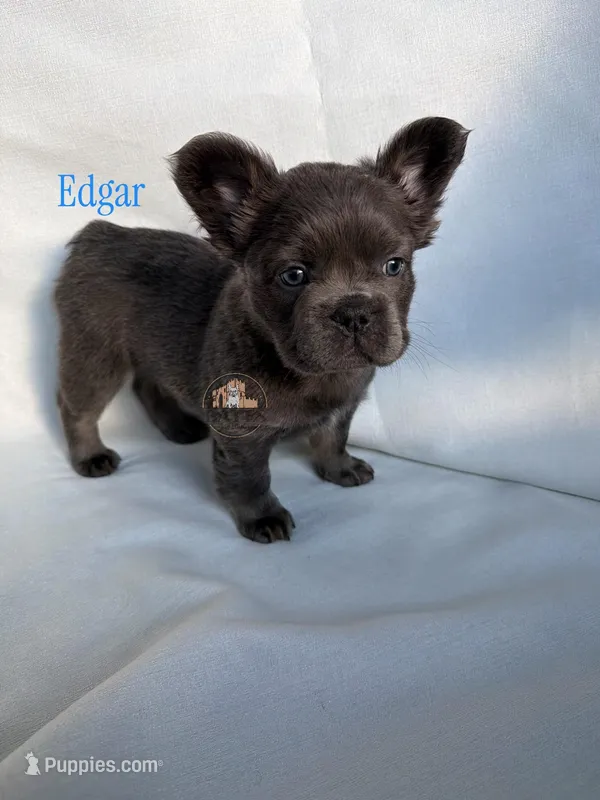 Edgar, a male French Bulldog for sale in Wilsonville, OR – Photo 1 of 3