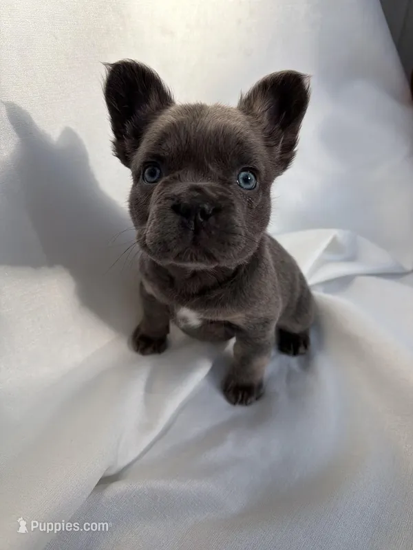 Elowynn, a female French Bulldog for sale in Wilsonville, OR – Photo 1 of 3