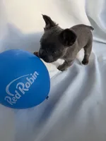 Elowynn, a female French Bulldog for sale in Wilsonville, OR – Photo 3 of 3