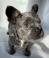 Elton, a male French Bulldog for sale in Wilsonville, OR – Photo 1 of 3
