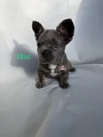 Elton, a male French Bulldog for sale in Wilsonville, OR – Photo 2 of 3