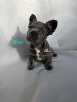 Elton, a male French Bulldog for sale in Wilsonville, OR – Photo 3 of 3