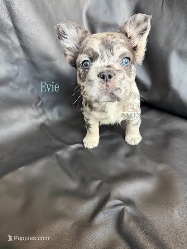 Evie, a female French Bulldog for sale in Wilsonville, OR – Photo 1 of 3