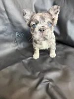 Evie, a female French Bulldog for sale in Wilsonville, OR – Photo 1 of 3