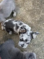 Evie, a female French Bulldog for sale in Wilsonville, OR – Photo 3 of 3