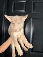Girl 1 , a female German Shepherd Dog for sale in Bradley, IL – 1 of 1