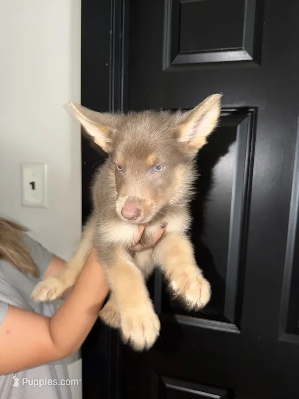 Boy 2  – German Shepherd Dog puppy for sale in Bradley, IL
