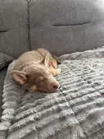 AKC Female 3 pink , a female German Shepherd Dog for sale in Bradley, IL – Photo 2 of 2