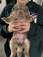 AKC Female 2 purple, a female German Shepherd Dog for sale in Bradley, IL – Photo 2 of 3