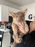 AKC Female 2 purple, a female German Shepherd Dog for sale in Bradley, IL – Photo 1 of 3