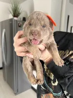 AKC Male 4 Orange , a male German Shepherd Dog for sale in Bradley, IL – Photo 3 of 4