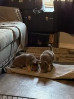 AKC Male 4 Orange , a male German Shepherd Dog for sale in Bradley, IL – Photo 4 of 4